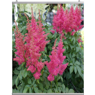 Poster profiel 100 cm