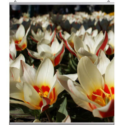 Posterprofiel 150cm muur