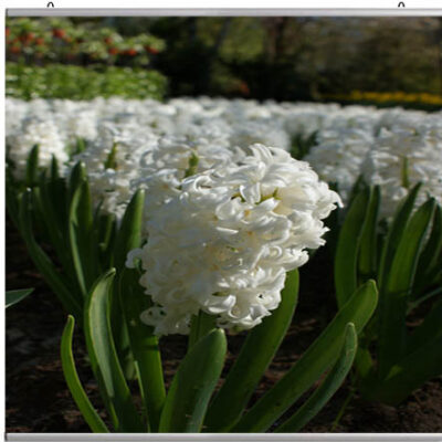 Poster profiel 250 cm