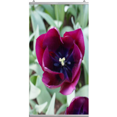 Poster profiel 60 cm