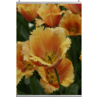 Posterprofiel Aluminium Klikprofiel 80 cm